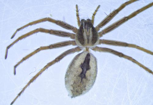 Thanatus sp.